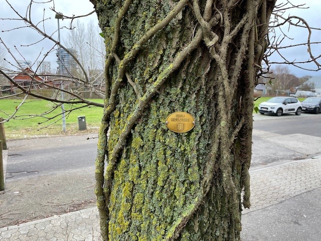 Værnetræ i Engparken: Et unik bidrag til afdelingen